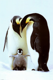 Penguin Family