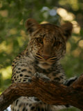 Young Female Leopard, Panthera Pardus, Shaking it's Head in a Tree, Mombo, Okavango Delta, Botswana