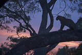 Buy Leopard in a Tree Top Perch at Dusk, Mombo, Okavango Delta, Botswana at AllPosters.com