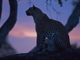 Buy Leopard in a Tree Top Perch at Dusk, Mombo, Okavango Delta, Botswana at AllPosters.com
