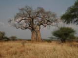 African Baobab Tree in the Tarangire National Park, Tanzania, Africa