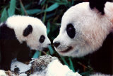 Buy Pandas at AllPosters.com