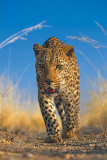 African Leopard Poster