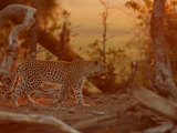Buy Leopard, Panthera Pardus, Walking Among Trees at Twilight, Mombo, Okavango Delta, Botswana at AllPosters.com