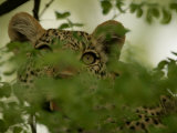 Leopard, Panthera Pardus, Peering from Behind Leaves, Mombo, Okavango Delta, Botswana