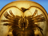 Horseshoe Crab, Limulus Polyphemus, Seen from Underneath, Cape Cod, Massachusetts