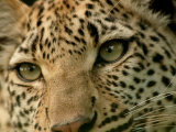 Close-Up of the Face of a Leopard, Panthera Pardus, Mombo, Okavango Delta, Botswana