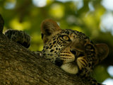 Close-Up of a Leopard Lying on a Tree Branch, Mombo, Okavango Delta, Botswana