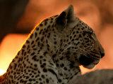 Close-Up of a Leopard, Mombo, Okavango Delta, Botswana
