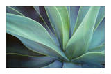 Buy Agave Cactus at AllPosters.com