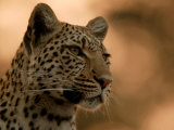 Close-Up of a Leopard, Mombo, Okavango Delta, Botswana