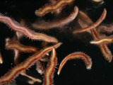 Buy Fireworms Gather at the Ocean's Surface to Spawn at AllPosters.com