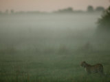 Leopard, Panthera Pardus, in Morning Mist, Mombo, Okavango Delta, Botswana