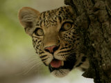 LeopardPeering Behind the Bark of a Tree, Mombo, Okavango Delta, Botswana