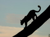 Silouehette of Leopard, Mombo, Okavango Delta, Botswana