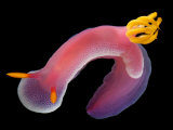Buy Pinkish Blue Dorid Nudibranch, or Sea Slug, Hypselodoris Bullocki at AllPosters.com
