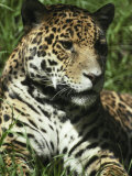 Immense Head of a Jaguar and it's Fur Covered in Rosettes, Melbourne Zoo, Victoria, Australia
