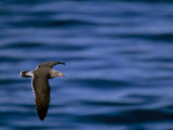 Heermann's Gull in Flight over Water, La Jolla, California