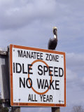Brown Pelican Perched Upon a No Wake Warning Sign, Manatee Springs, Florida