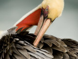 Close-Up of a Preening Brown Pelican, San Diego, California, USA
