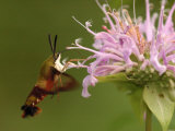 Hummingbird Clearwing Moth Visiting Garden Flowers for Nectar, Belmont, Massachusetts, USA