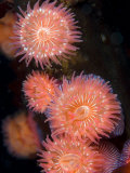 Cluster of Proliferating Sea Anemones, Epiactis Prolifera, British Columbia, Canada