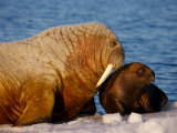 Buy Atlantic Walrus Pup and Mother Resting on Ice Near Open Water, Foxe Basin, Nunavut, Canada at AllPosters.com
