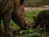 Captive Foraging Sumatran Rhinoceros and Her Calf, Cincinnati, Ohio