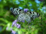 Rice Paper Butterfly, Idea Leuconoe, Drinks Nectar from Purple Flowers
