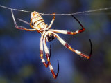 Golden Orb-Weaver Spider, Nephila Species, Suspended from its Web