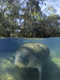 Florida Manatee Swimming in the Clear Homosassa Springs Water, Homosassa Springs, Florida
