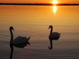 Two Mute Swans in the Narragansett Bay at Sunrise, Cranston, Rhode Island