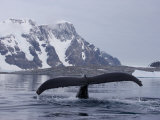 Humpback Whale Diving to Feed Off of the Antarctica Peninsula, Antarctica