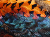 Close-Up of Pheasant Feathers Showing Iridescence and Pattern, Medicine Rocks, Montana, USA