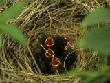 Savannah Sparrow Nest on Ground, Alaska, United States