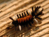 Milkweed Tussock Moth Caterpillar, Westford, Massachusetts