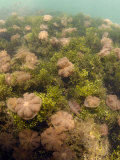 Upside-Down Jellyfish, Cassiopeia Ornate, in a Unique Saltwater Lake