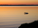 Mute Swan Feeding in the Narragansett Bay at Dawn, Cranston, Rhode Island