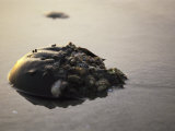 Horseshoe Crab Encrusted with Barnacles and Jingle Shells at Low Tide