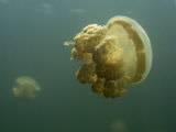 Jellyfish Swimming in a Unique Salt-Water Lake on Maratua Island, Borneo, Indonesia