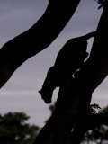 Silhouetted Leopard Descending a Tree Branch at Twilight, Mombo, Okavango Delta, Botswana