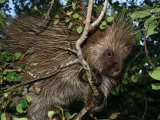 Buy Porcupine Climbing Among Tree Branches, Ekalaka, Montana at AllPosters.com