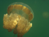 Jellyfish Swimming in a Unique Saltwater Lake on the Island of Maratua