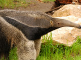 Buy Close-Up of a Giant Anteater, Myrmecophaga Tridactyla, Providence Zoo, Providence, Rhode Island at AllPosters.com