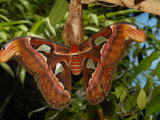 Female Atlas Moth, Victoria, British Columbia, Canada