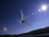 Buy Artic Tern over Alaskan Tundra, Alaska, United States at AllPosters.com