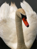 Close-Up Portrait of a Mute Swan with its Wings Held Up, Providence, Rhode Island