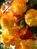 Yellow Begonia Flowers, Victoria, British Columbia, Canada