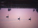 Black Swans Glide across a Misty, Still Wetland Surface before Dawn