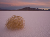Buy Tumbleweed on the Bonneville Salt Flats, Utah at AllPosters.com